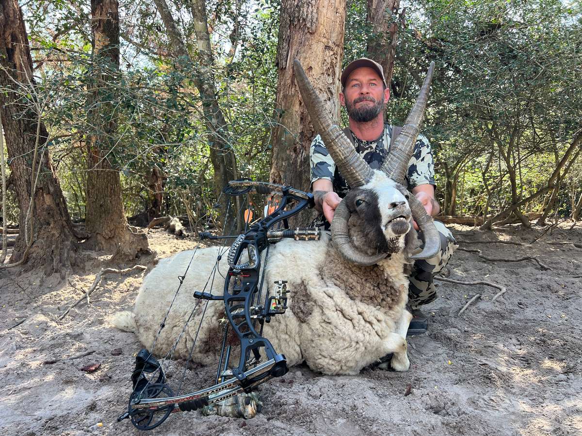 2 Day Large Ram/Unlimited Hog Combo Hunt